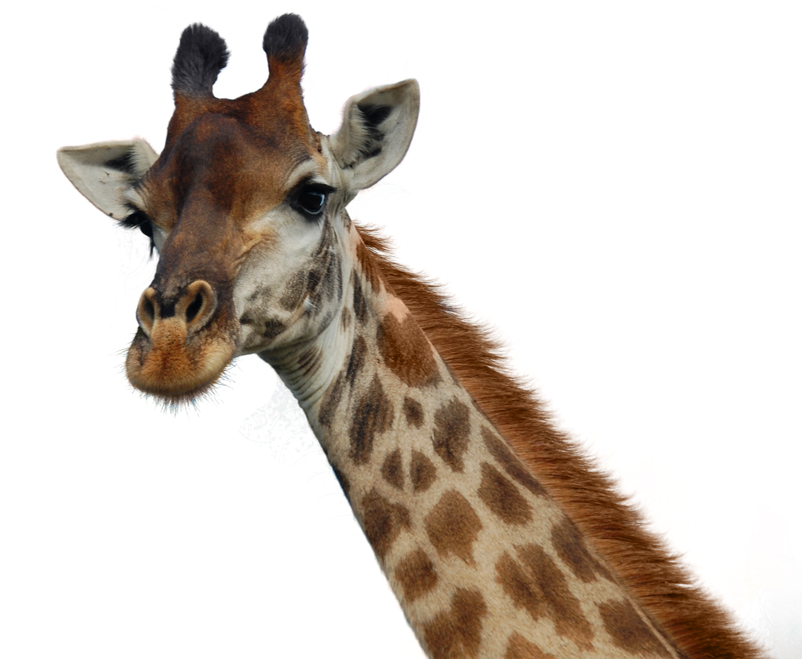 Giraffe Portrait Isolated PNG image
