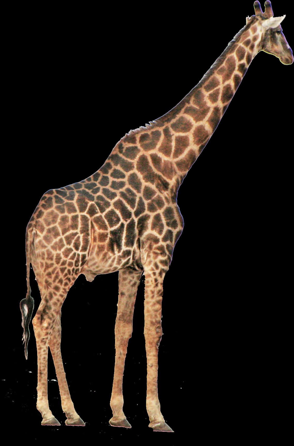 Giraffe Standing Tall Isolated Background.jpg PNG image