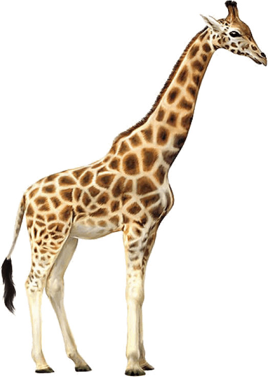 Giraffe Standing Transparent Background.png PNG image