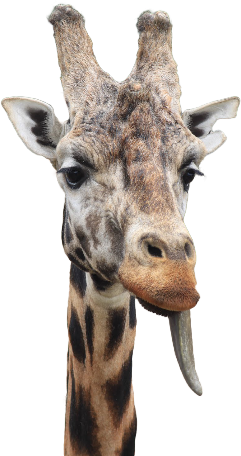 Giraffe With Tongue Out PNG image
