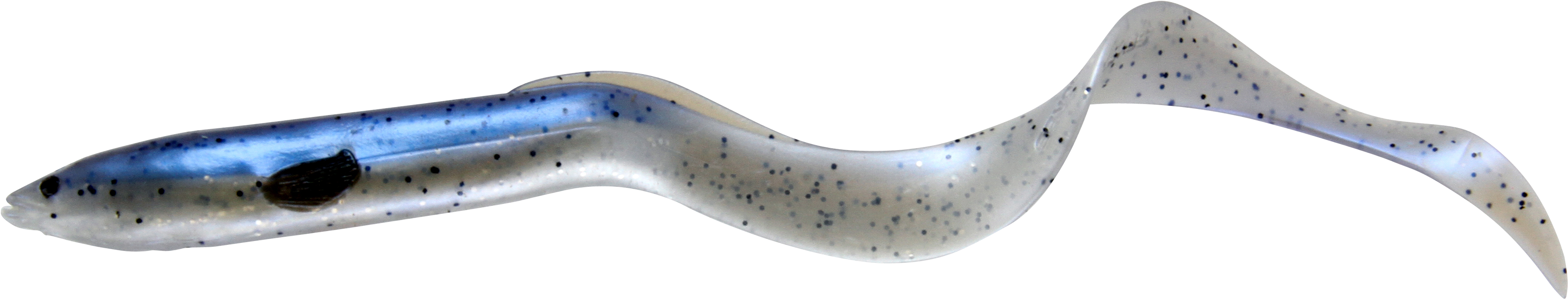 Glass Eel Transparent Background PNG image