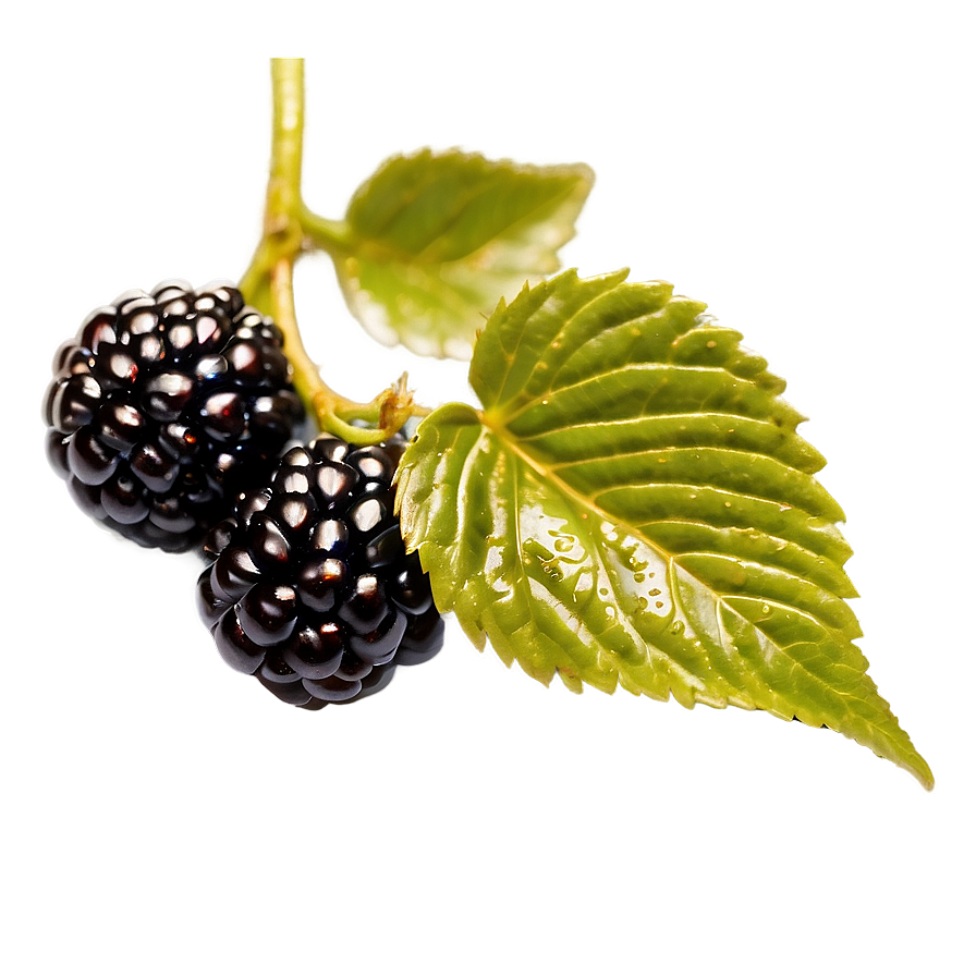 Glistening Blackberry Png 05232024 PNG image