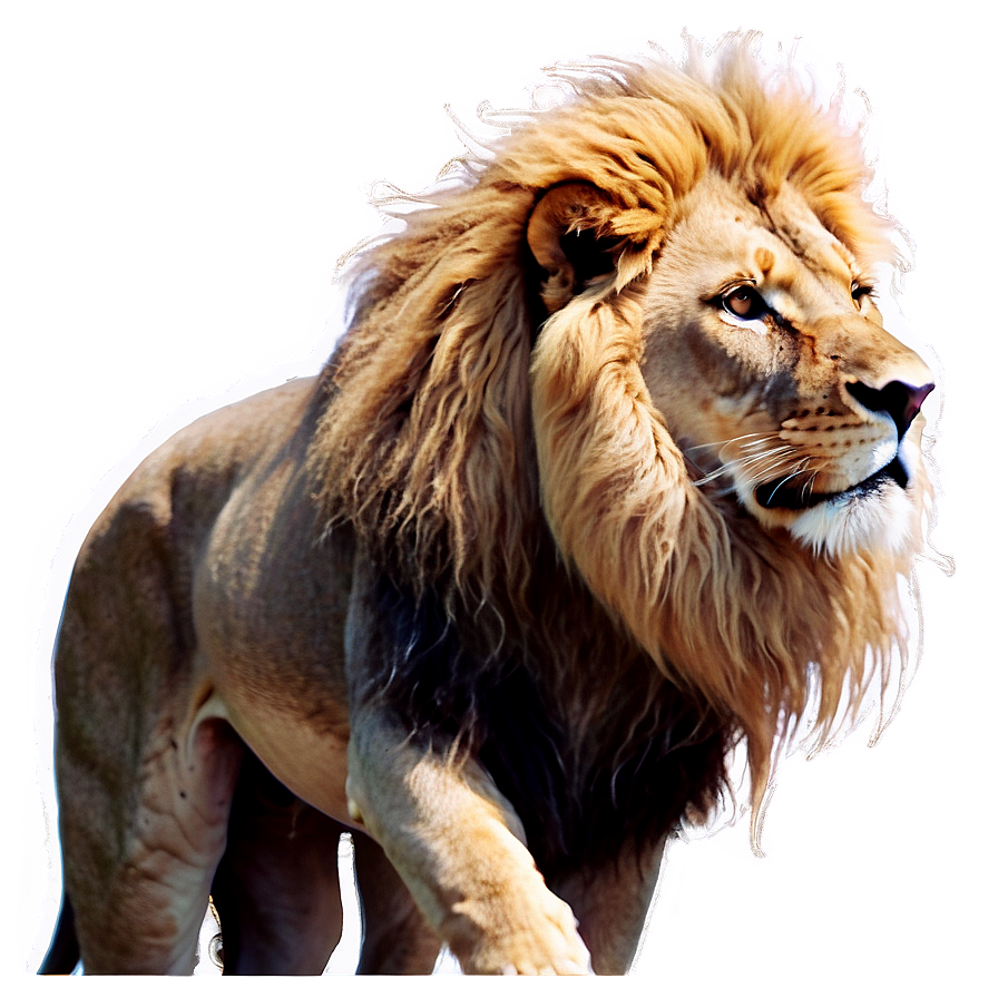 Glorious Lion Of Judah Image Png 06262024 PNG image