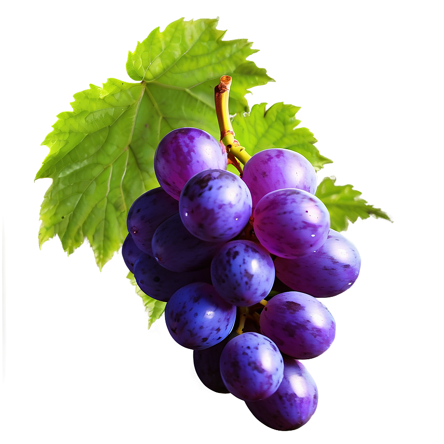 Glossy Grape Image Png 90 PNG image