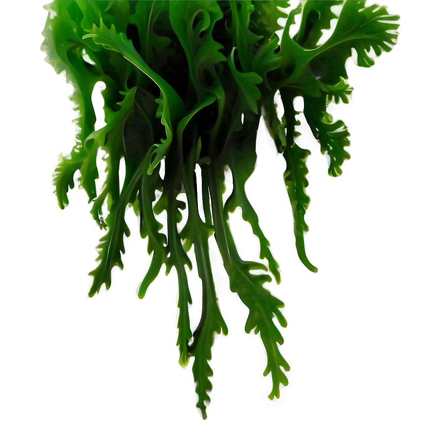 Glossy Seaweed Sticker Png Lmj85 PNG image