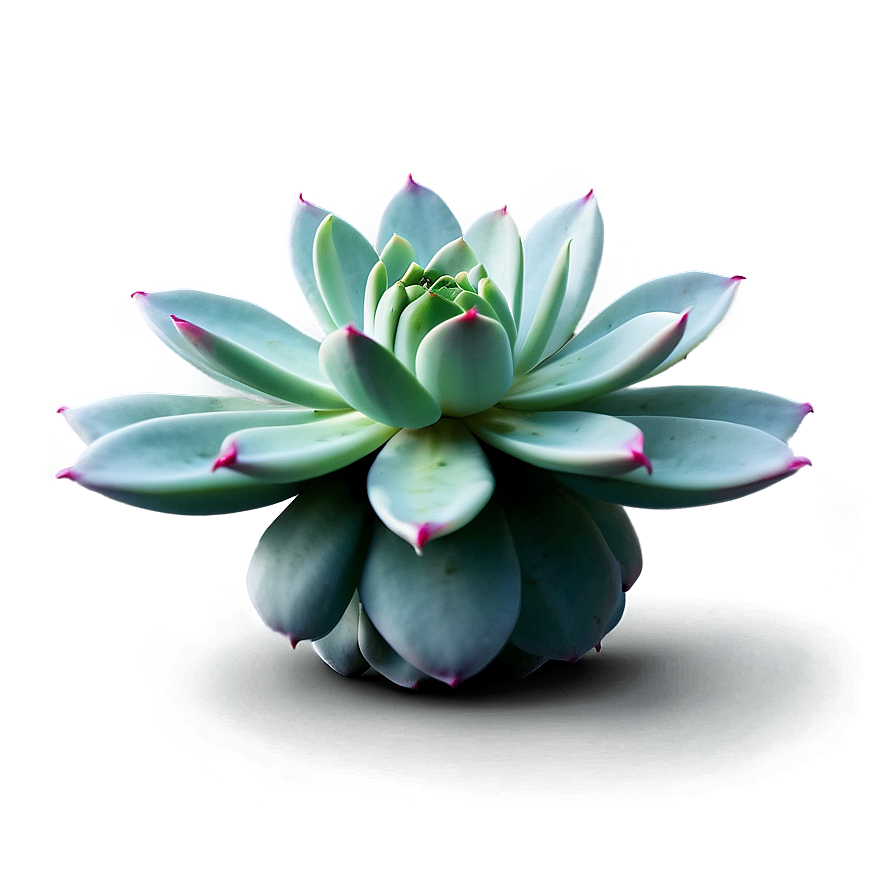 Glossy Succulent Png Oyn PNG image