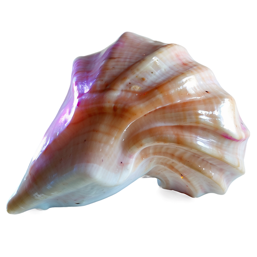 Glowing Conch Shell Effect Png 06132024 PNG image