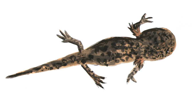 Glowing Salamanderin Darkness PNG image