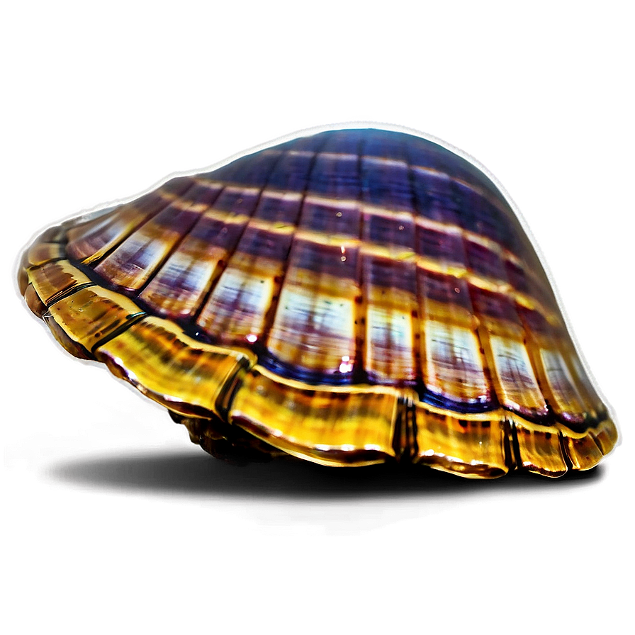 Glowing Shell Night Png 05212024 PNG image