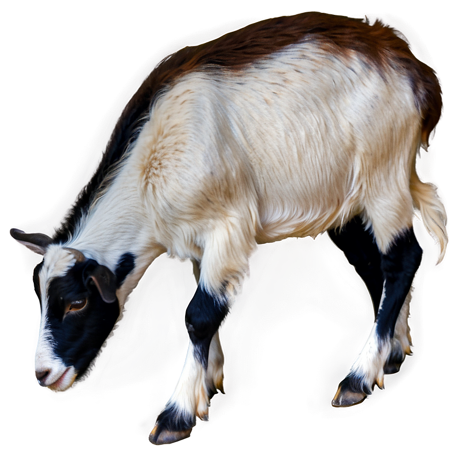 Goat Eating Png 32 PNG image