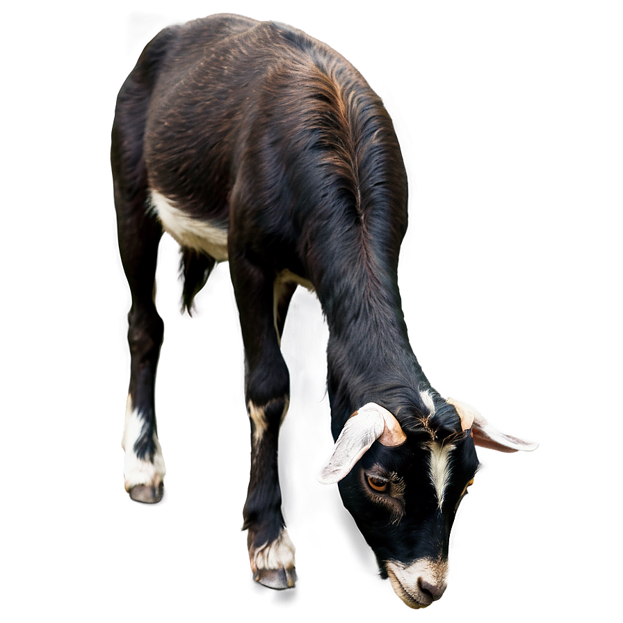 Goat Eating Png 98 PNG image