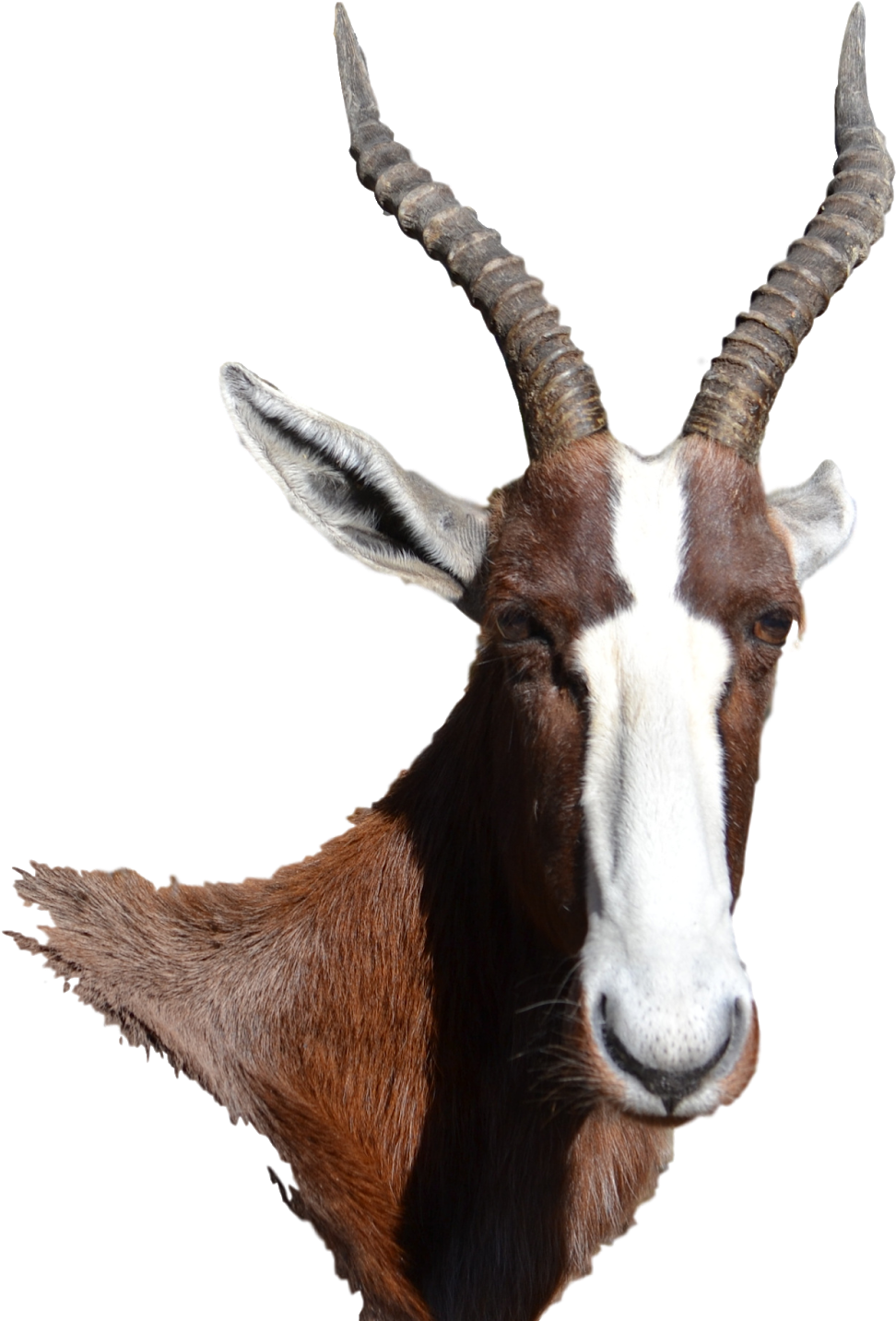 Goat Horns Png Images (100++)