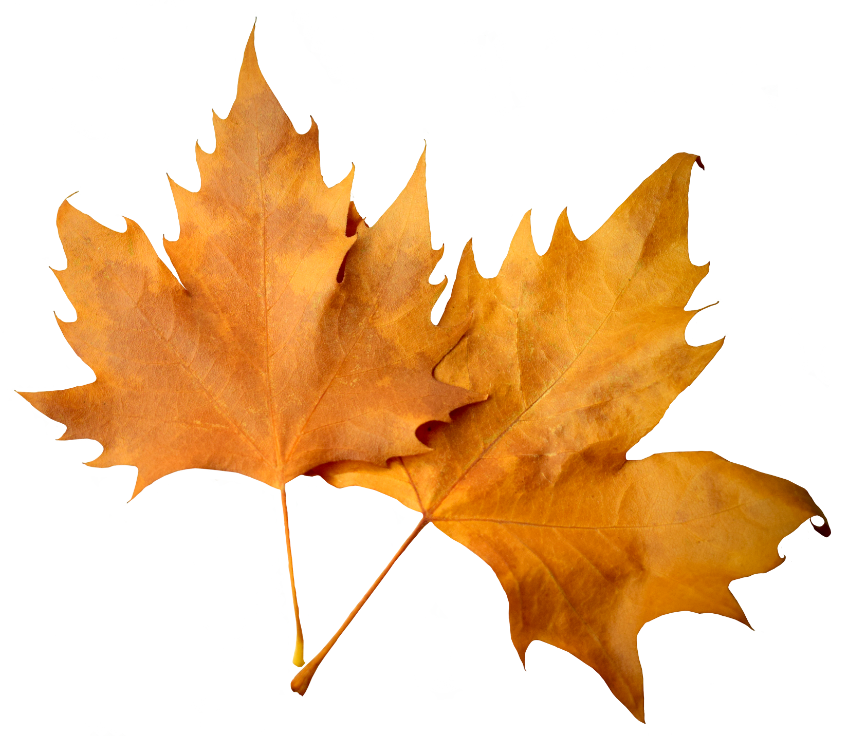 Golden Autumn Leaves PNG image