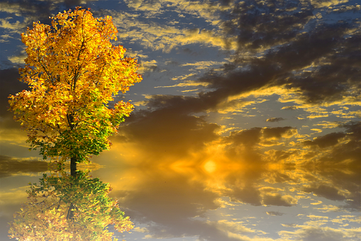 Golden Autumn Sunset Tree PNG image