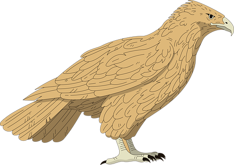 Golden Brown Falcon Illustration PNG image