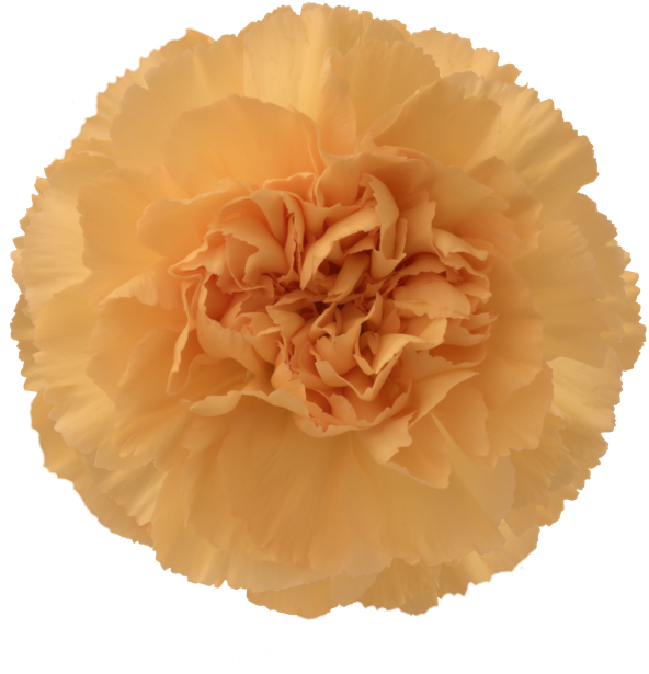 Golden Carnation Flower PNG image