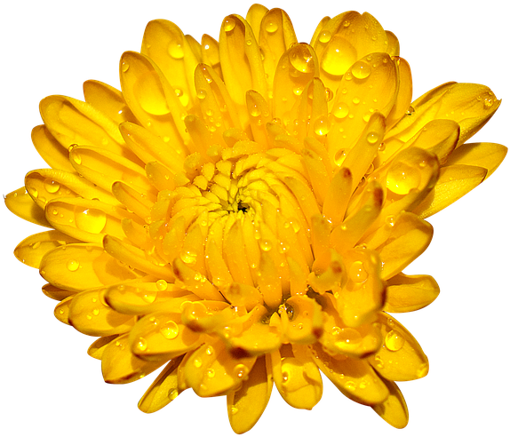 Golden Chrysanthemumwith Dew Drops PNG image