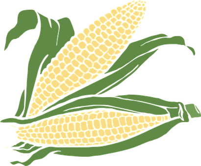 Golden Corn Cobs Illustration PNG image