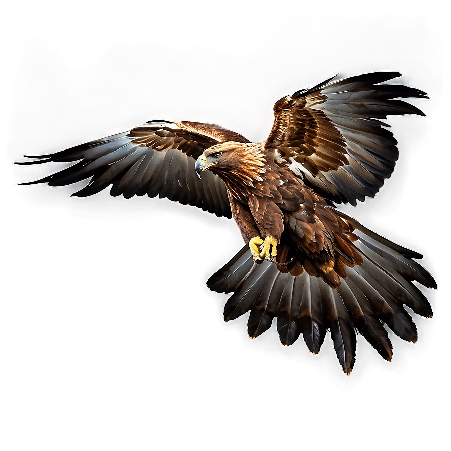 Golden Eagle Aerial View Png Uts16 PNG image