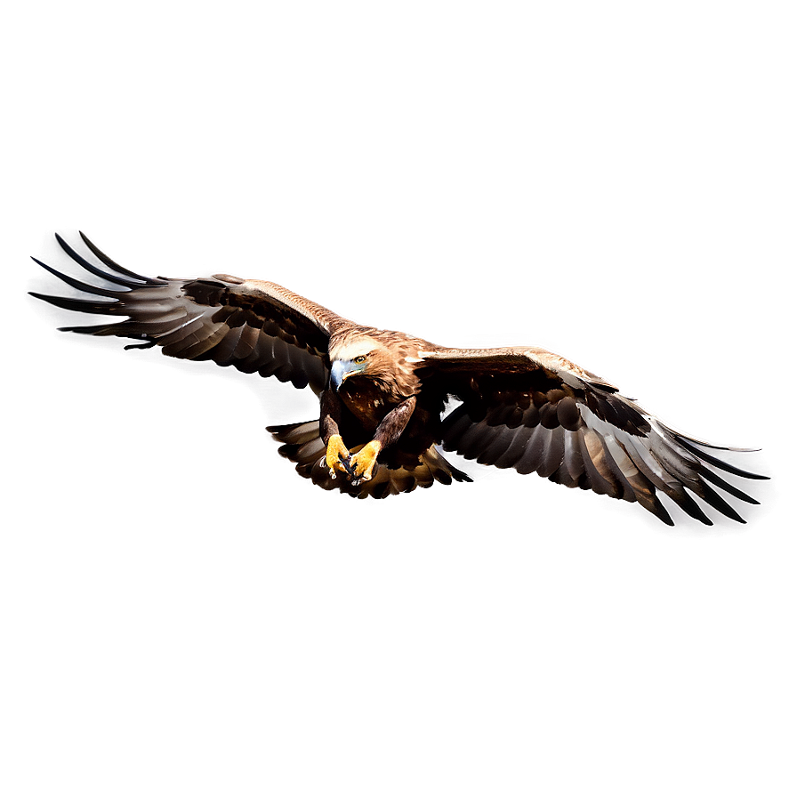 Golden Eagle Gliding Png 33 PNG image