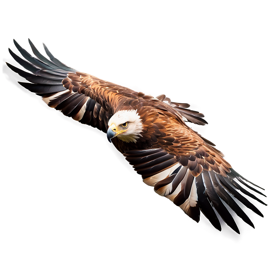 Golden Eagle Gliding Png 4 PNG image