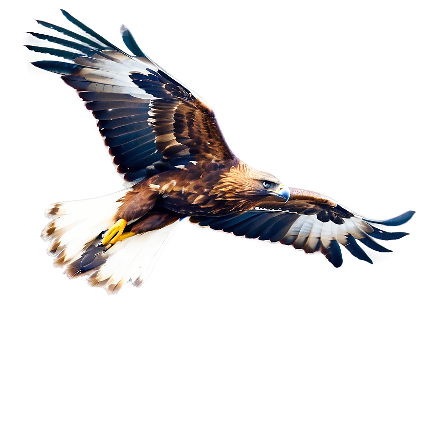 Golden Eagle In Dive Png 26 PNG image