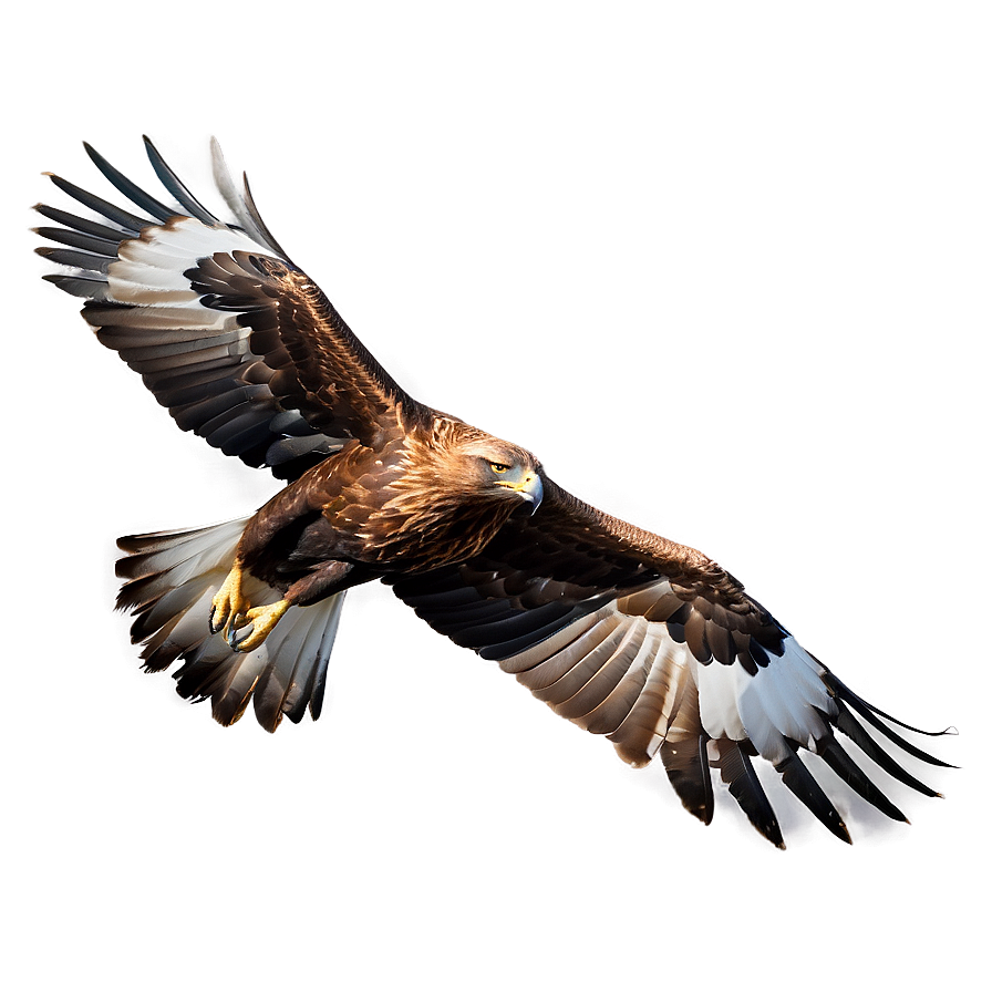 Golden Eagle In Flight Png Iqa38 PNG image