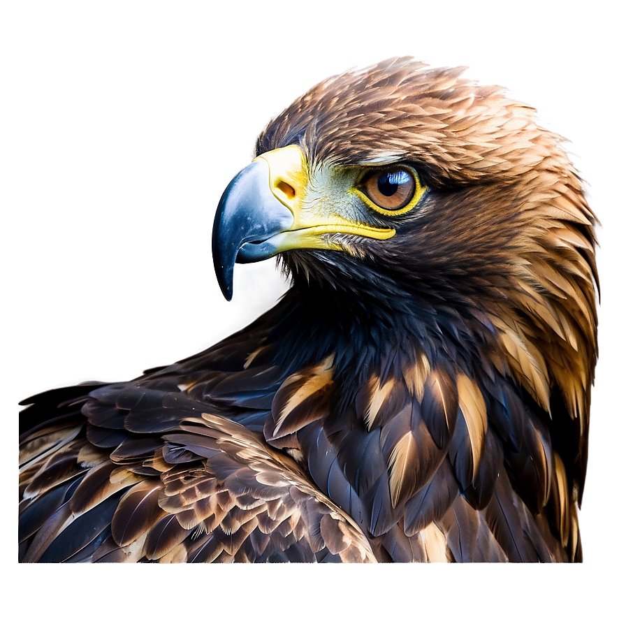 Golden Eagle In Majestic Pose Png 06202024 PNG image