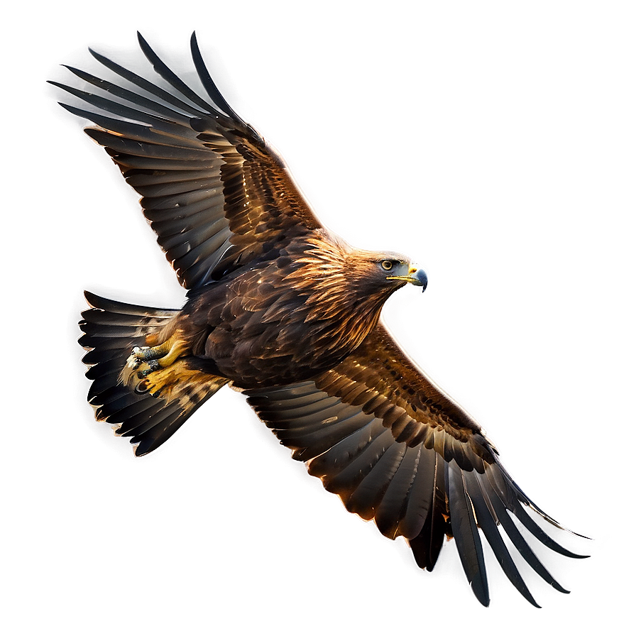 Golden Eagle In Serene Setting Png Cwt63 PNG image