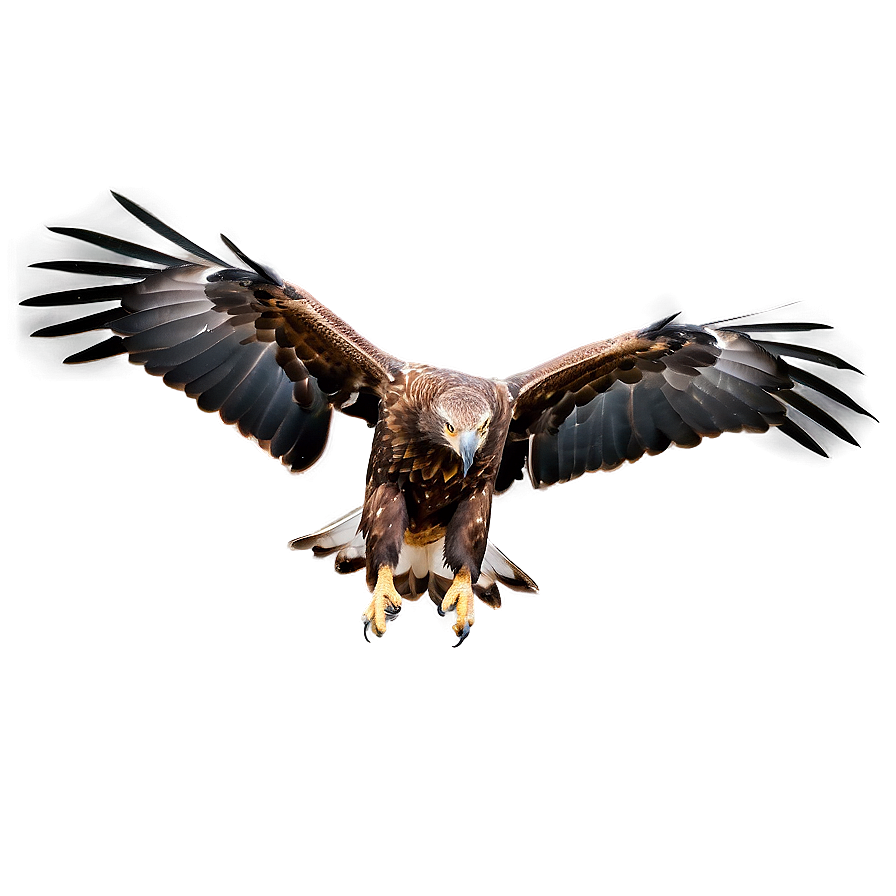 Golden Eagle Landing Png Dky PNG image