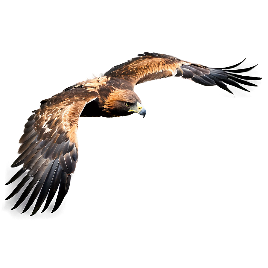 Golden Eagle Mid-flight Png Ycn PNG image