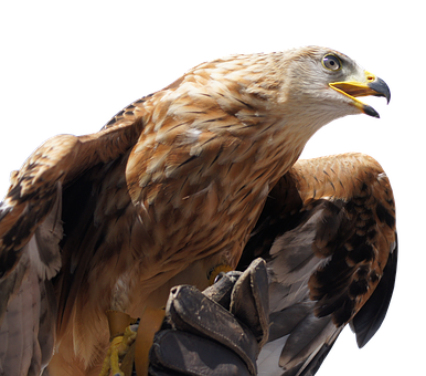 Golden Eagle Profile PNG image