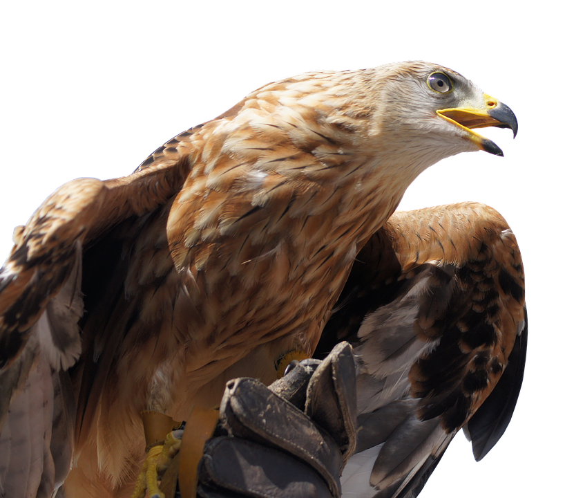 Golden Eagle Profile PNG image