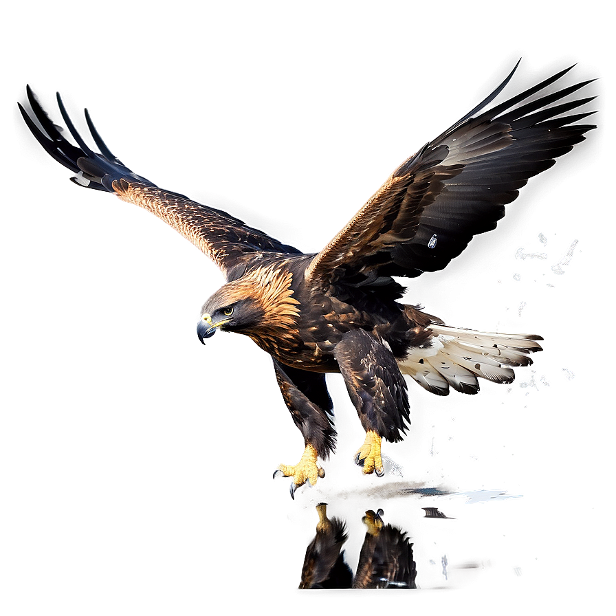 Golden Eagle Reflection Png 06202024 PNG image