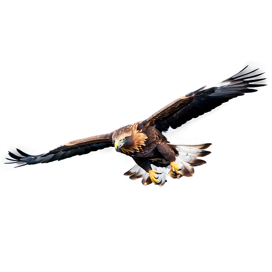 Golden Eagle Reflection Png 73 PNG image