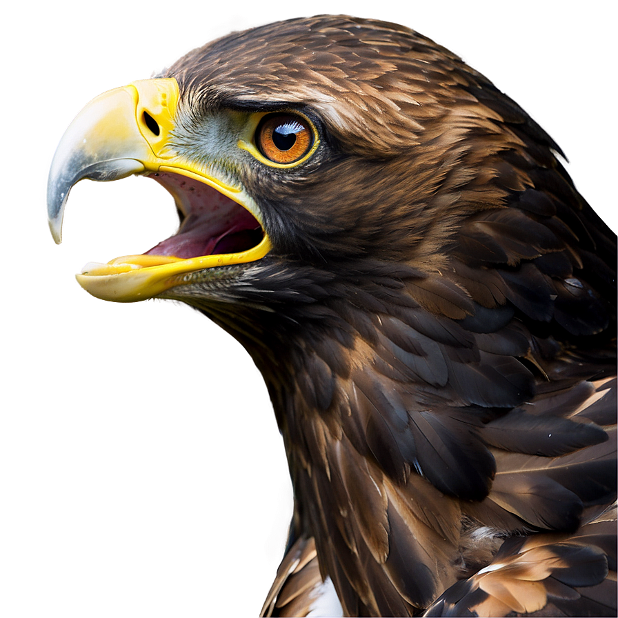 Golden Eagle Screaming Png 06202024 PNG image