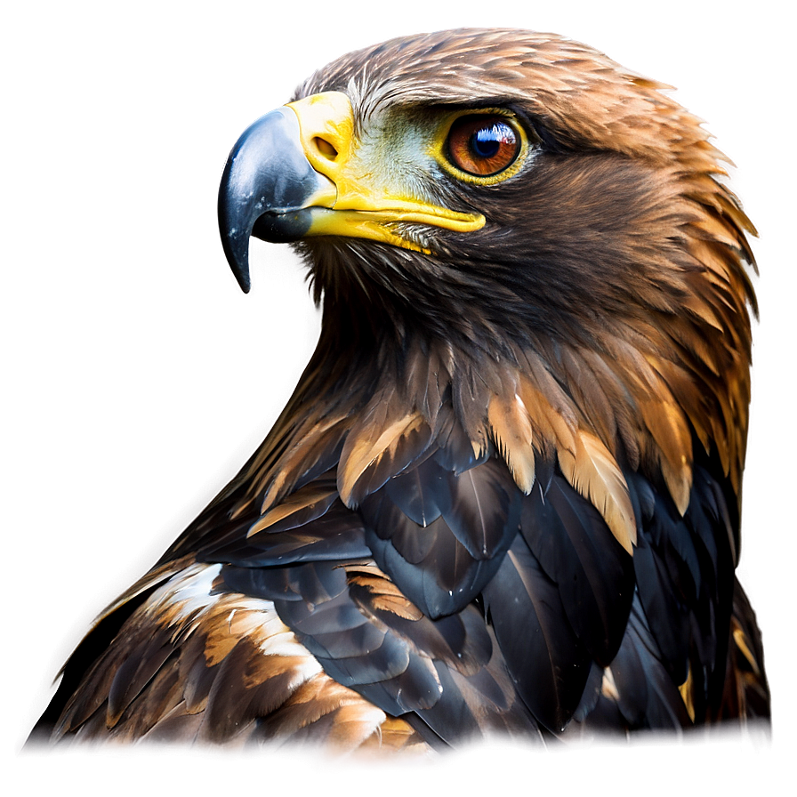 Golden Eagle Staring Intently Png 06202024 PNG image