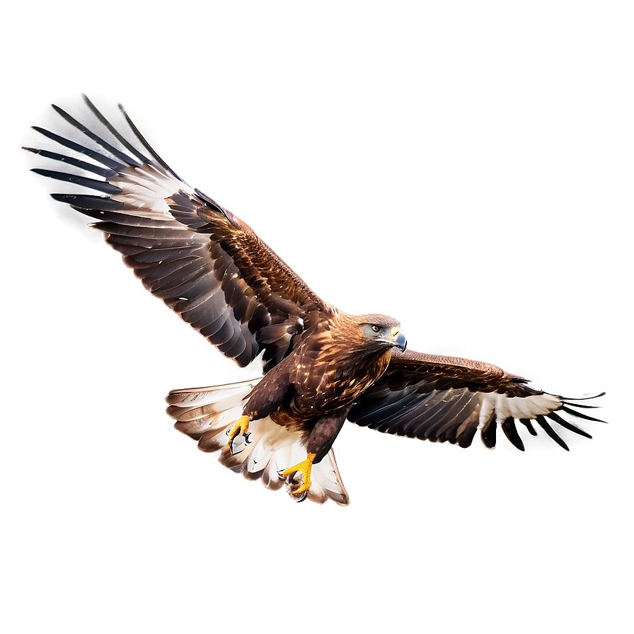 Golden Eagle Taking Off Png 25 PNG image