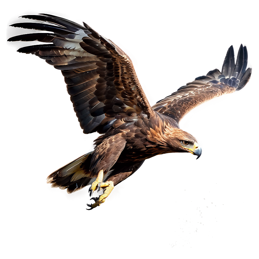 Golden Eagle Taking Off Png 40 PNG image