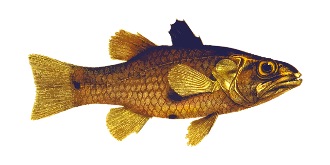 Golden Fish Black Background PNG image