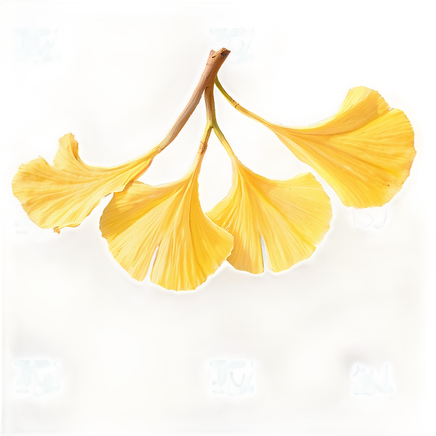 Golden Ginkgo Leaves Png 06262024 PNG image