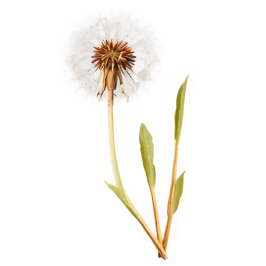 Dandelion Png Images (200++)