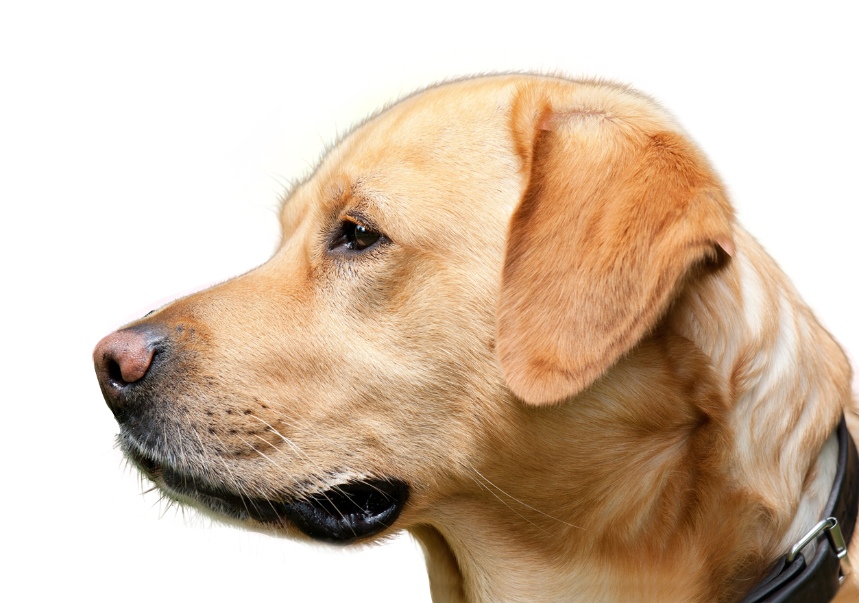 Golden Labrador Profile Portrait PNG image