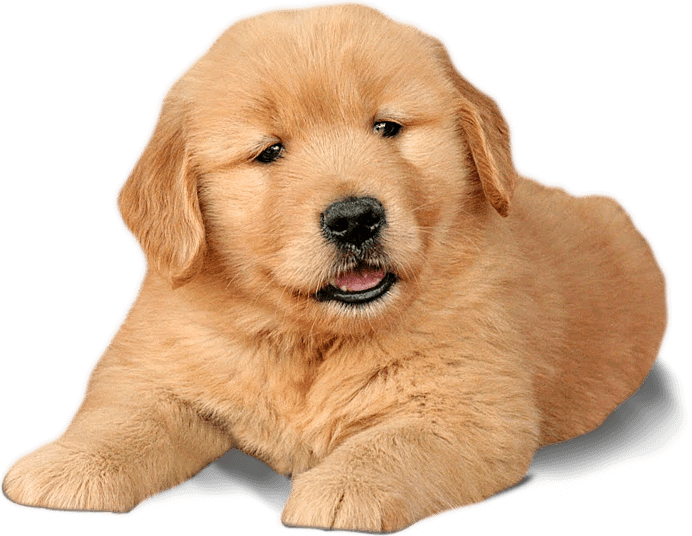 Golden Labrador Puppy Portrait PNG image