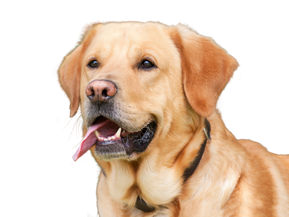 Golden Labrador Retriever Portrait PNG image