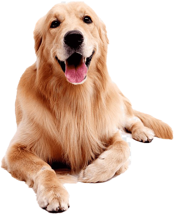 Golden Labrador Retriever Sitting Happily PNG image