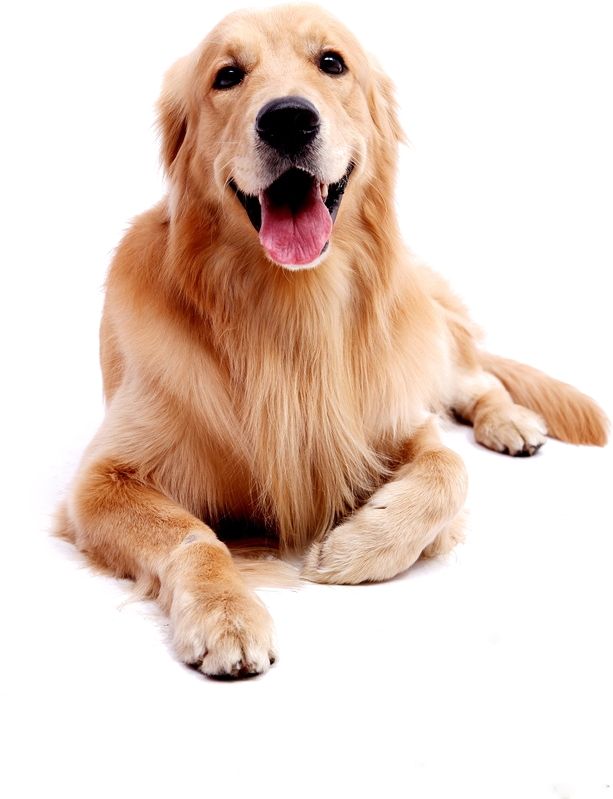 Golden Labrador Retriever Smiling PNG image