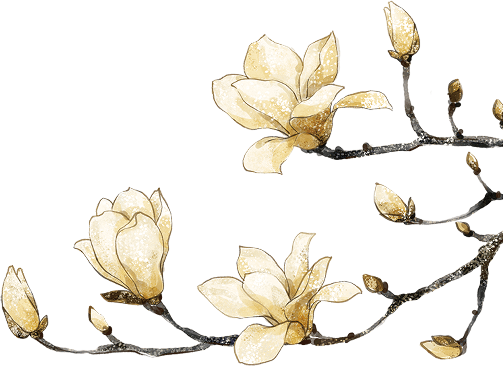 Golden Magnolia Blossoms Artwork PNG image