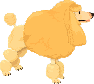 Golden Poodle Illustration PNG image