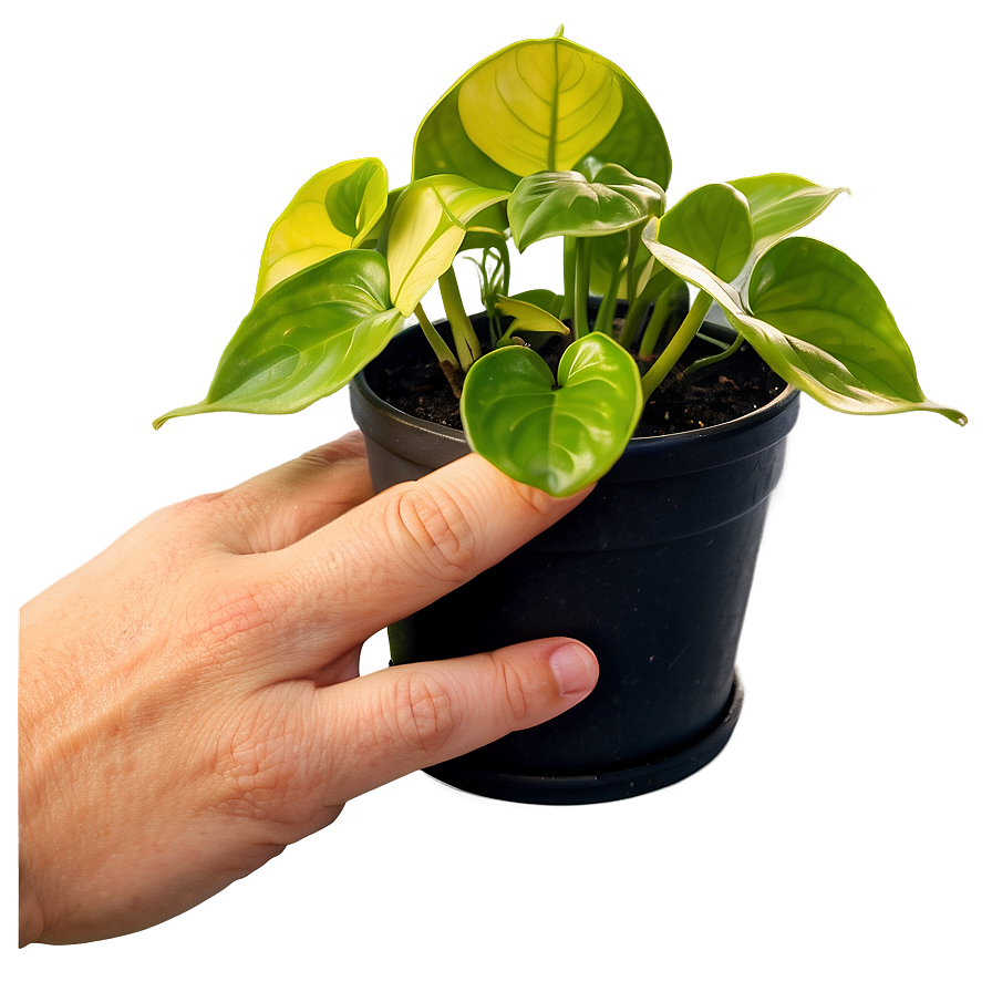 Golden Pothos Propagation Steps Png Idr27 PNG image